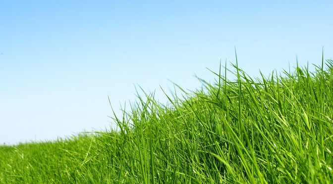 Grass background image