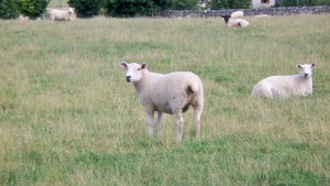 sheep