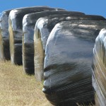 Silage_bales