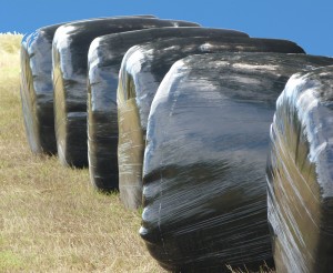 Silage_bales