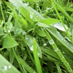 dew on grass