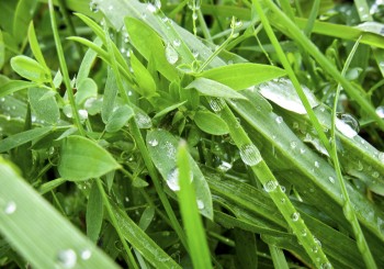 Liver Fluke Forecast