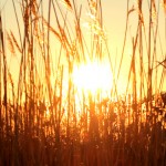Sunset through grass