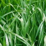 grass_hr