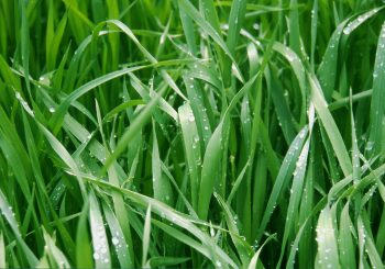 Weather forecasts for grass growth models