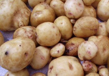 Validity of Irish Potato Blight Rules