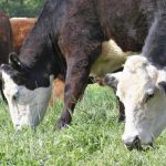 Cows_eating_grass_LR