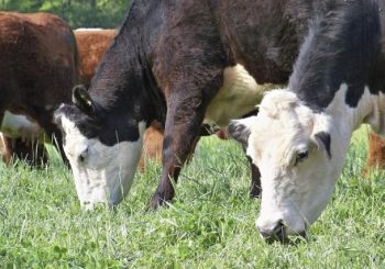 Liver Fluke Severity Forecast