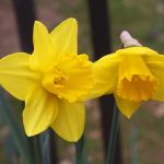 daffodils_SR