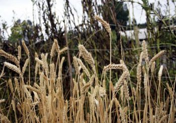 Positive outlook for winter crops